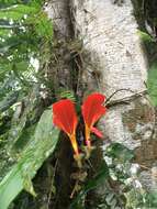 Image of Columnea microphylla Klotzsch & Hanst. ex Oerst.