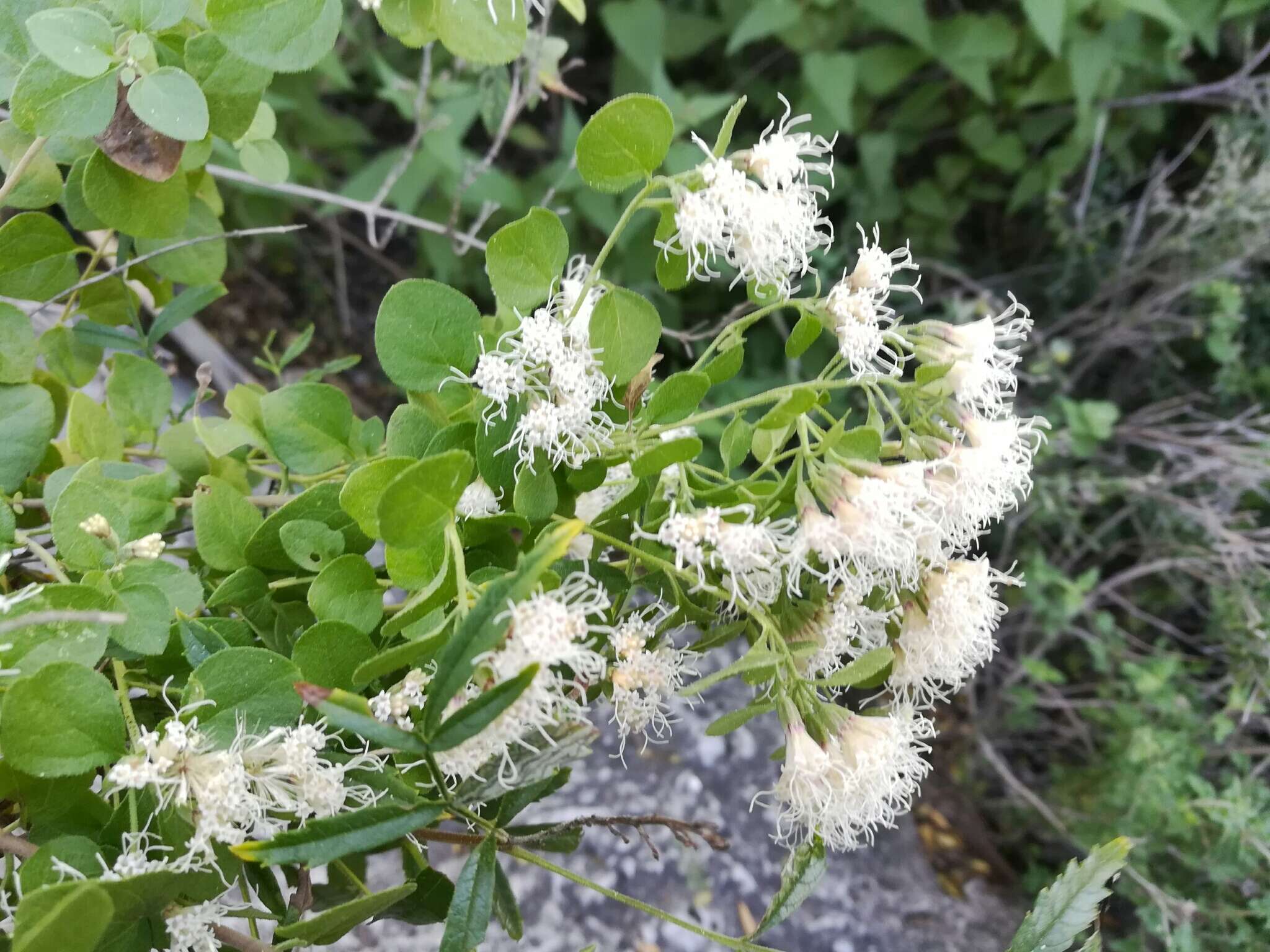 Sivun Ageratina wrightii (A. Gray) R. King & H. Rob. kuva