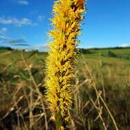 Image of Kniphofia multiflora J. M. Wood & M. S. Evans