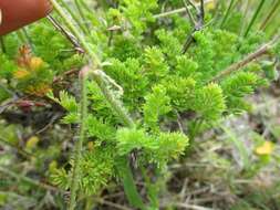 Image of Pelargonium hirtum (Burm. fil.) Jacq.