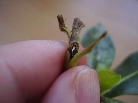 Image of Coprosma shoot borer moth