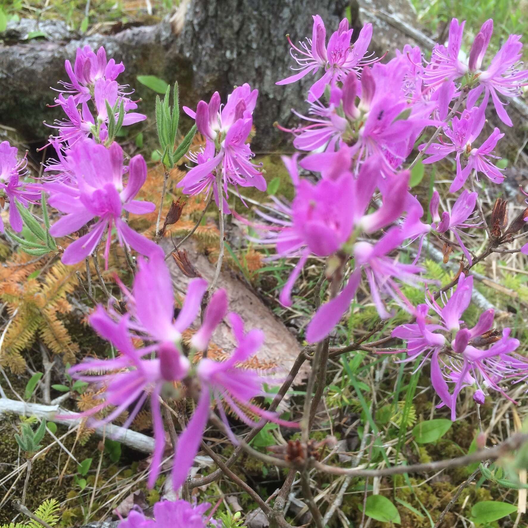 Слика од Rhododendron canadense (L.) Britton, Stern & Pogg.