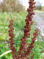 Rumex stenophyllus Ledeb. resmi