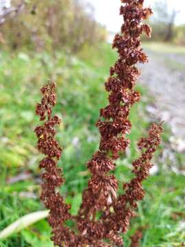 Image de Rumex stenophyllus Ledeb.