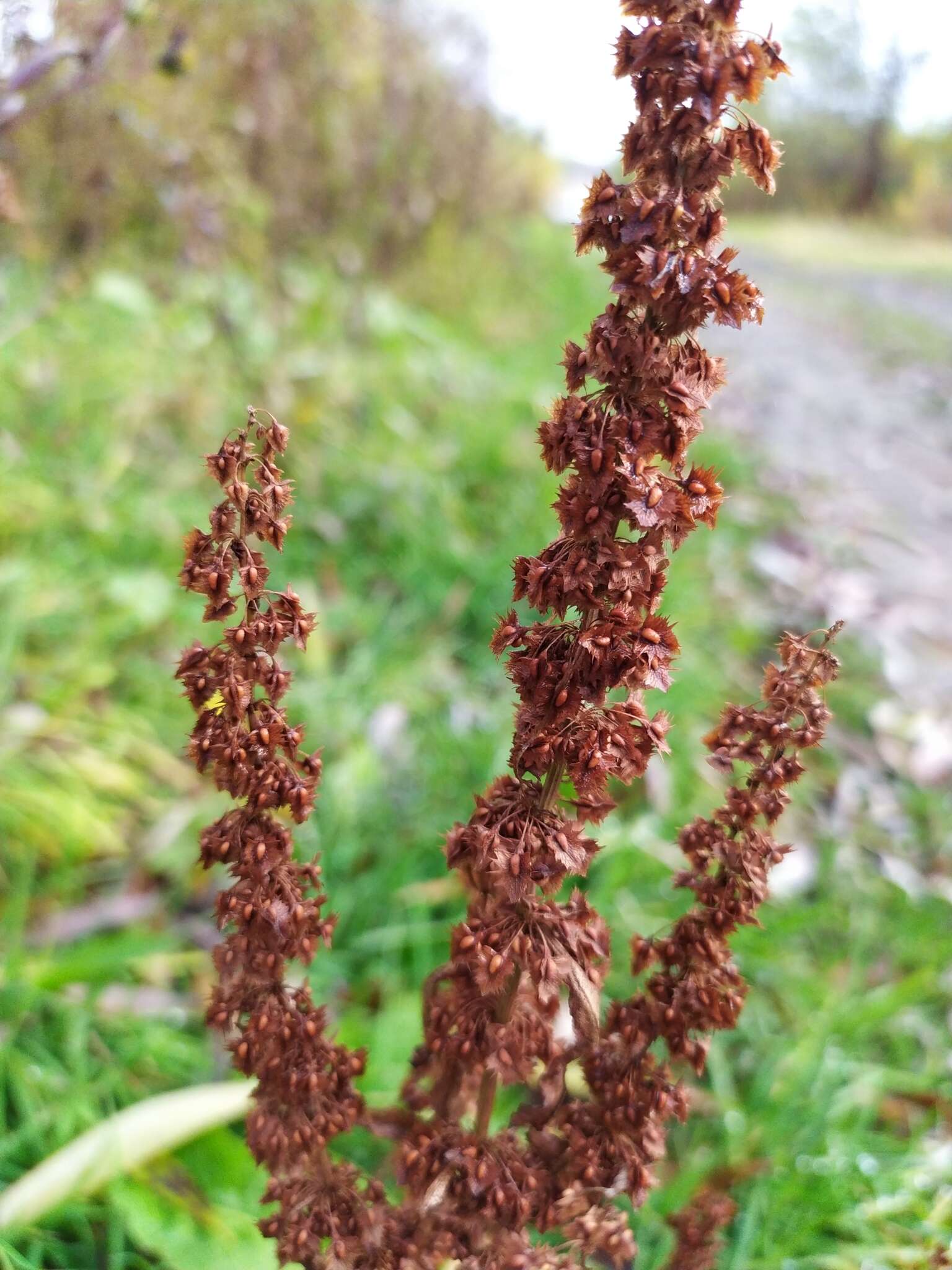 Rumex stenophyllus Ledeb. resmi