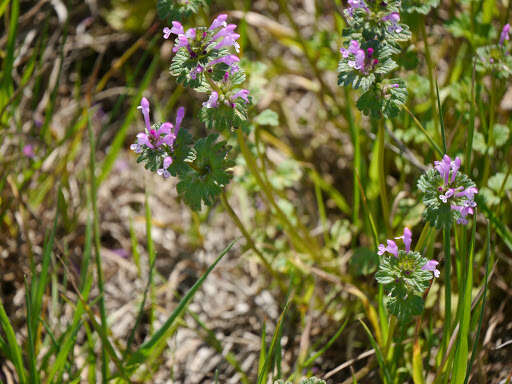 Image of common henbit