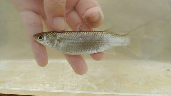 Image of Brown-backed mullet