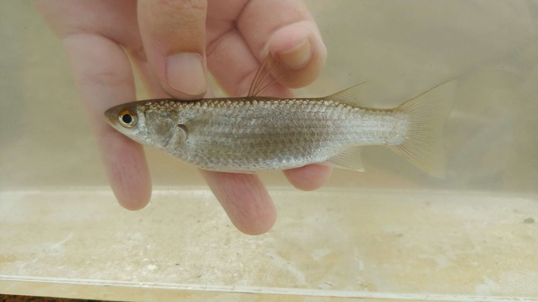 Image of Brown-backed mullet