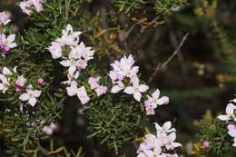 Image of Boronia citriodora subsp. paulwilsonii Duretto