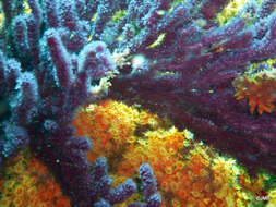 Image of Yellow encrusting anemone