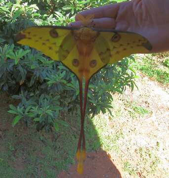 Image of comet moth