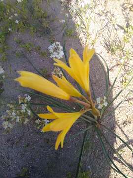 Imagem de Zephyranthes bagnoldii