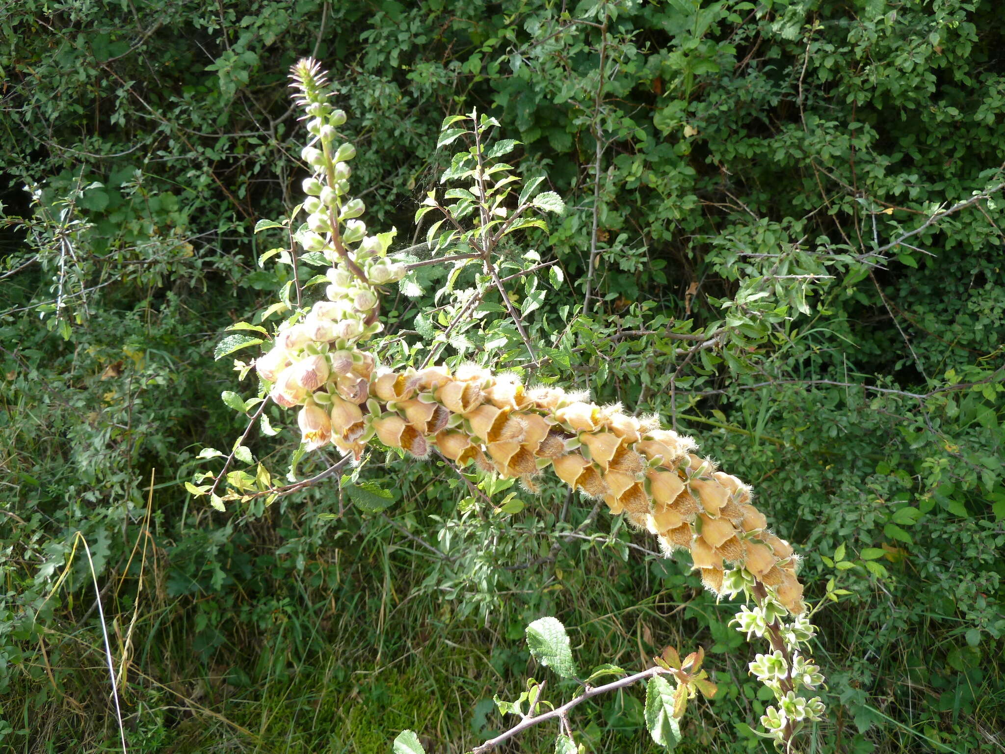 Imagem de Digitalis ferruginea L.