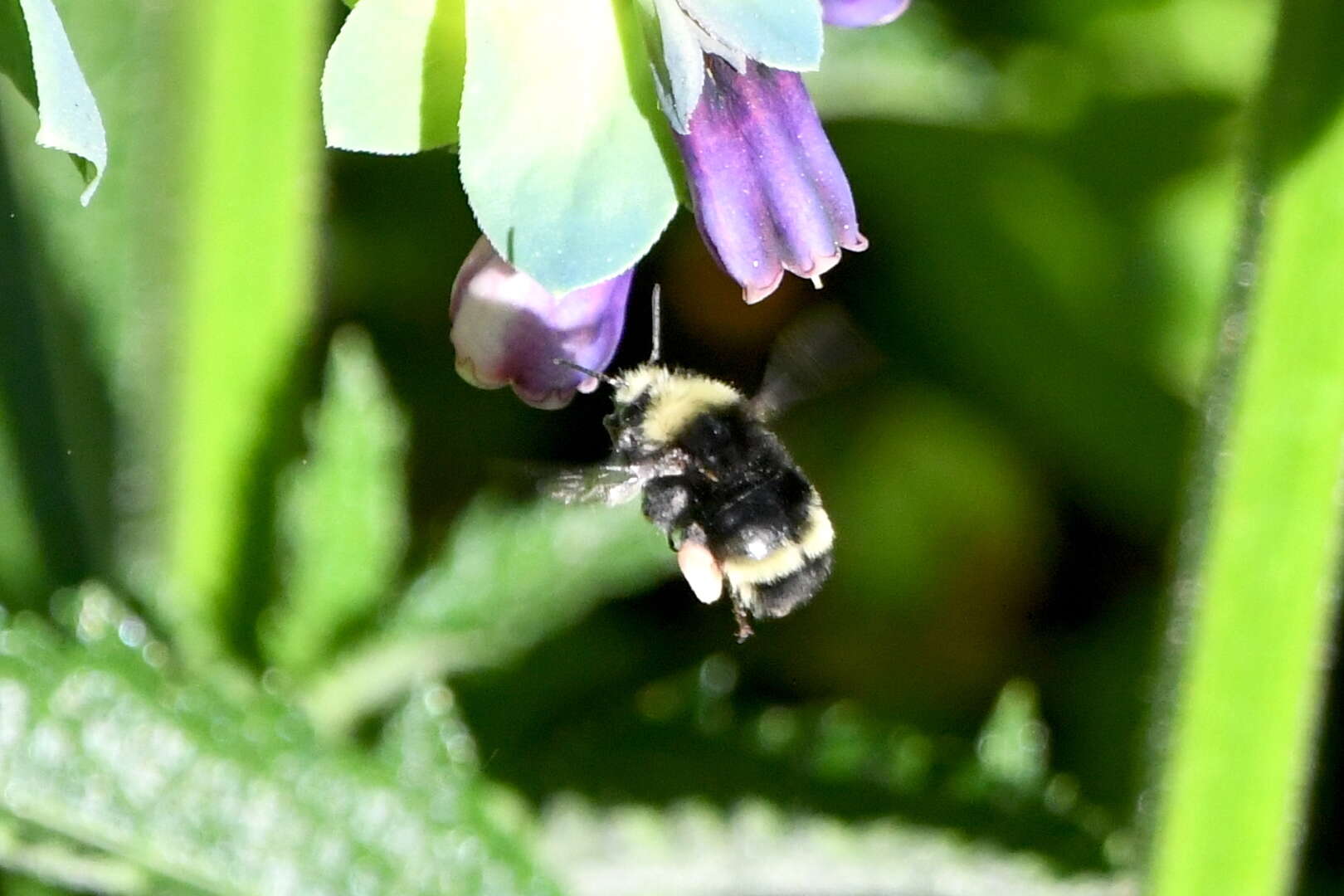 Image of Van Dyke Bumble Bee