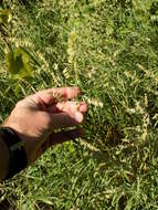 Image of threeflower melicgrass