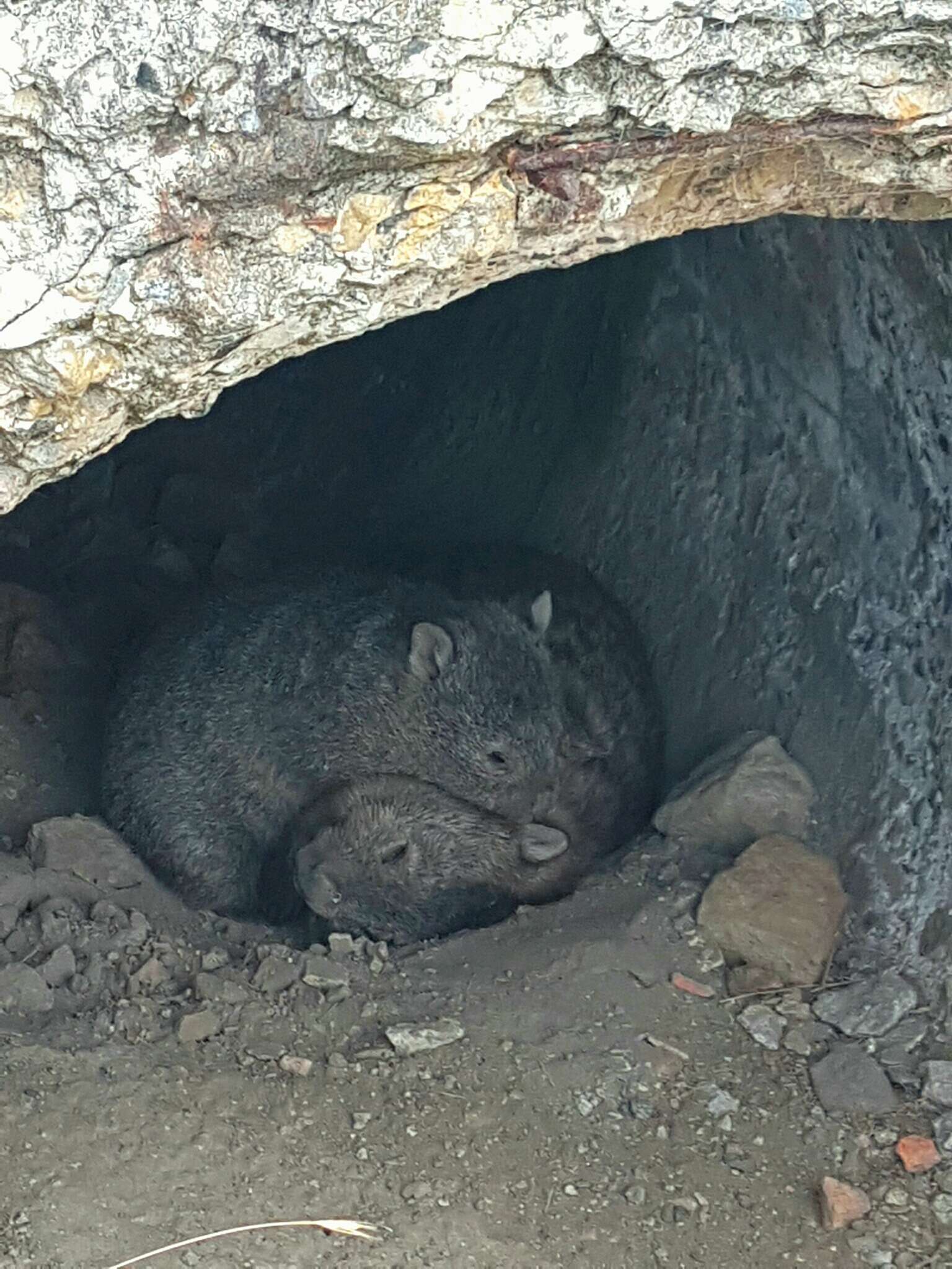 Image of Bare-nosed Wombats