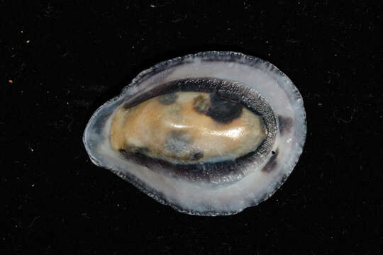 Image of Scutellastra cochlear (Born 1778)