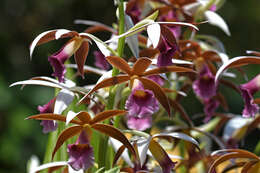 Image of Swamp orchid