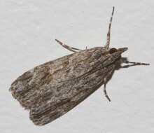 Image of Scoparia favilliferella Walker 1866