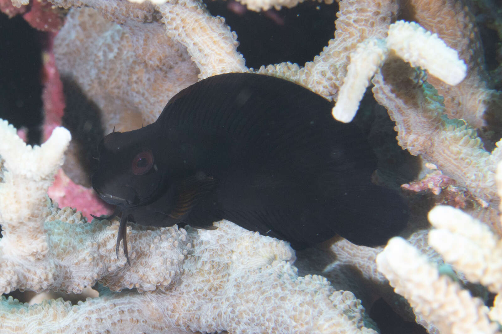 Image of Brown coral blenny