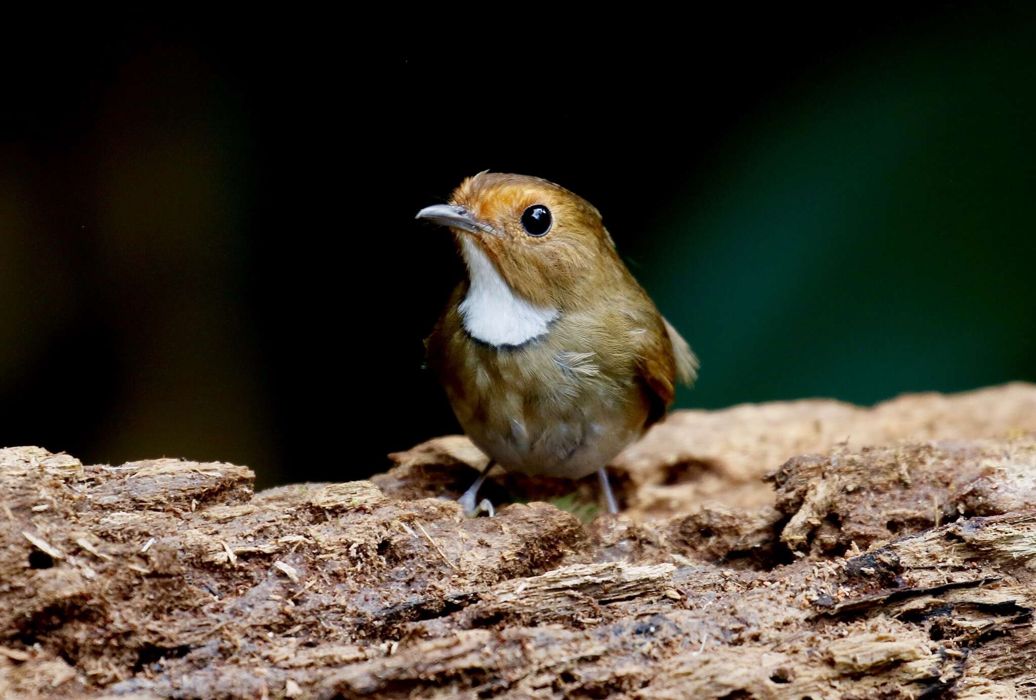 Plancia ëd Anthipes solitaris (Müller & S 1836)