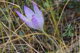 Image of Colchicum bivonae Guss.