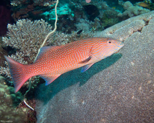 Image of Highfin coralgrouper