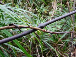 Image of Ripogonum scandens J. R. Forst. & G. Forst.