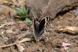 Image de Junonia orithya Linnaeus 1764