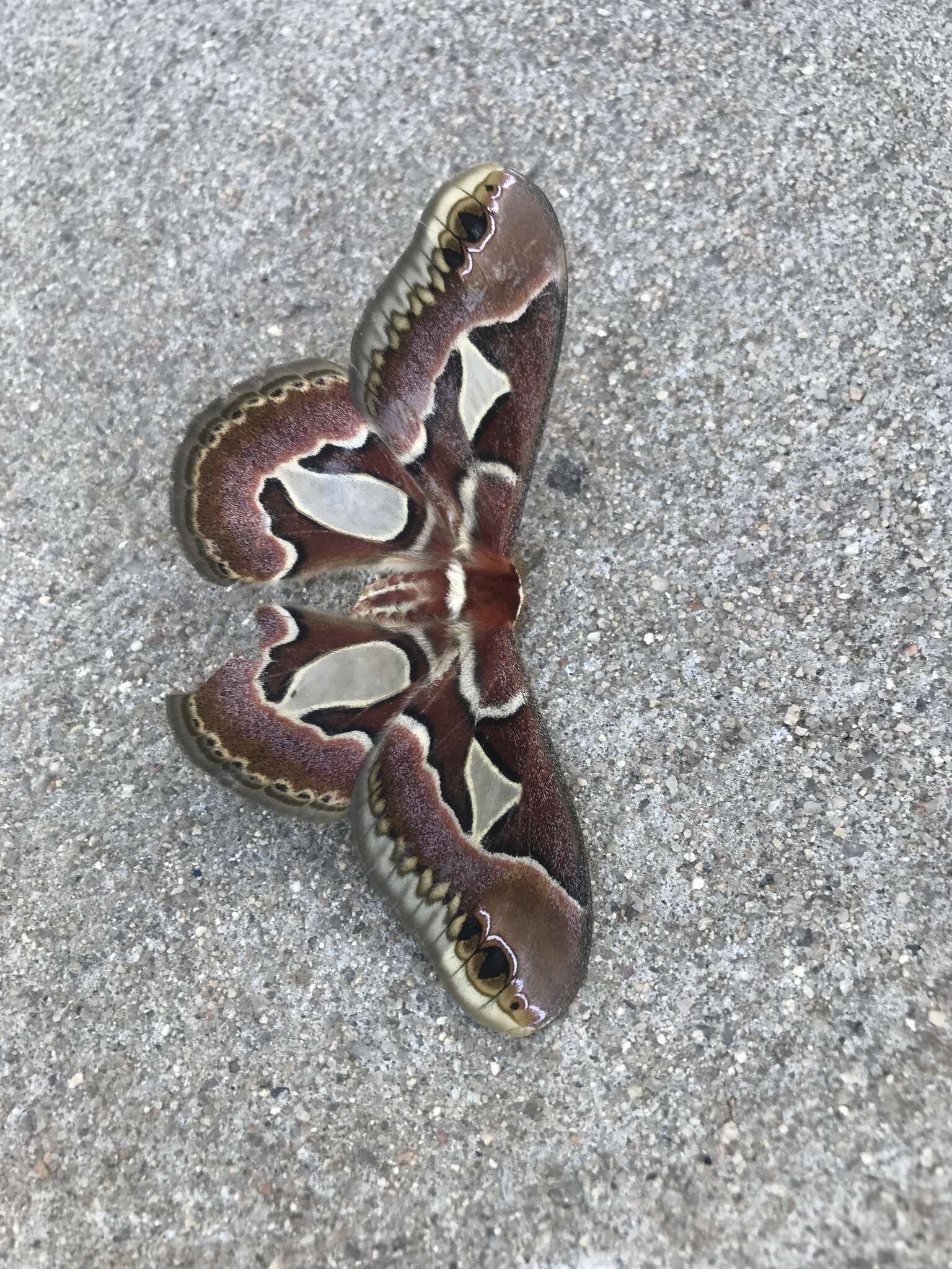 Image of Rothchild's Atlas Moth