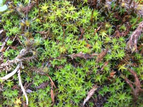 Image of great hairy screw-moss