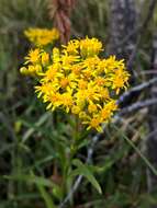 Image of Solidago vossii J. S. Pringle & Laureto