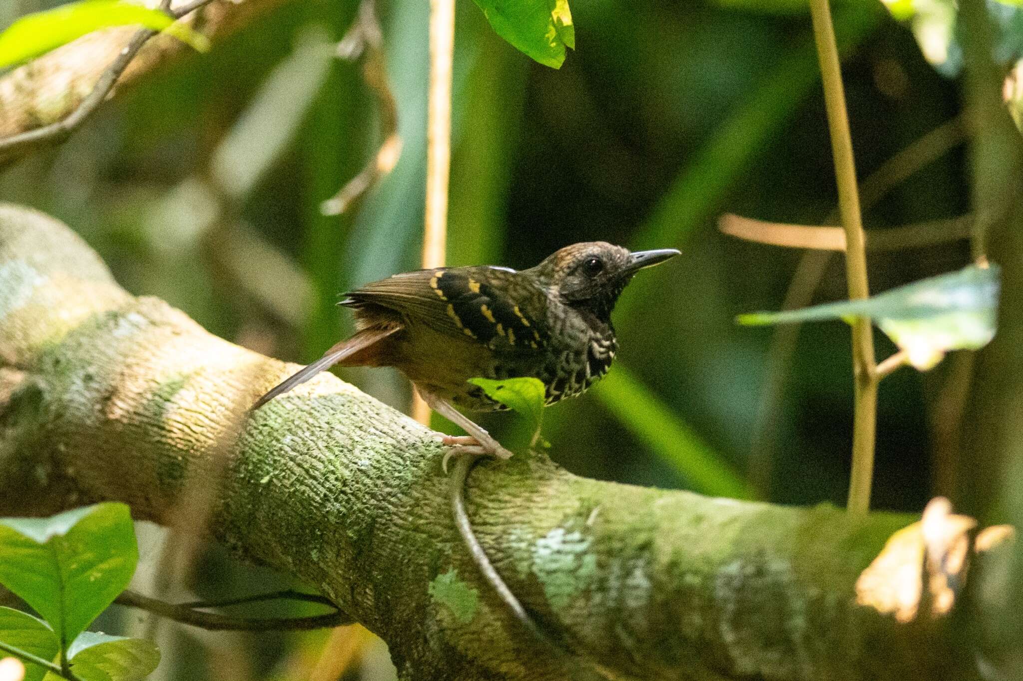 Image of Scalloped Antbird