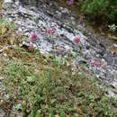 Image of Allium heldreichii Boiss.