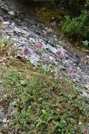 Image of Allium heldreichii Boiss.