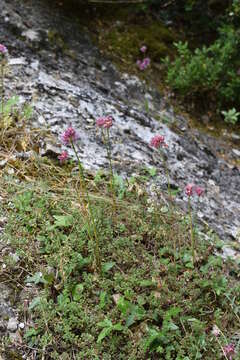 Allium heldreichii Boiss. resmi