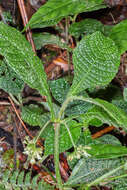 Hoffmannia phoenicopoda K. Schum. resmi