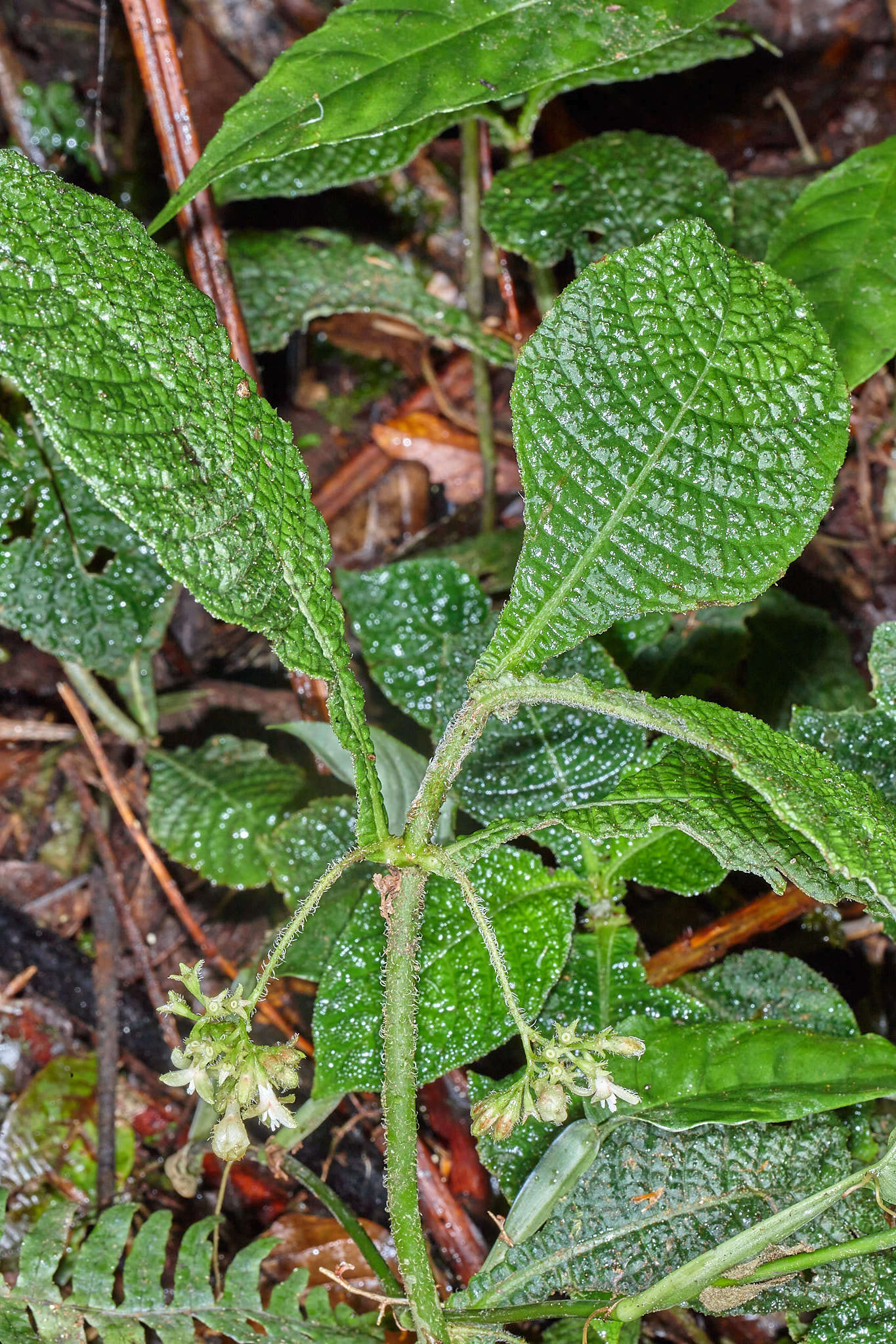 Image of Hoffmannia phoenicopoda K. Schum.