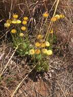 Image of Helichrysum aureum var. monocephalum (DC.) Hilliard