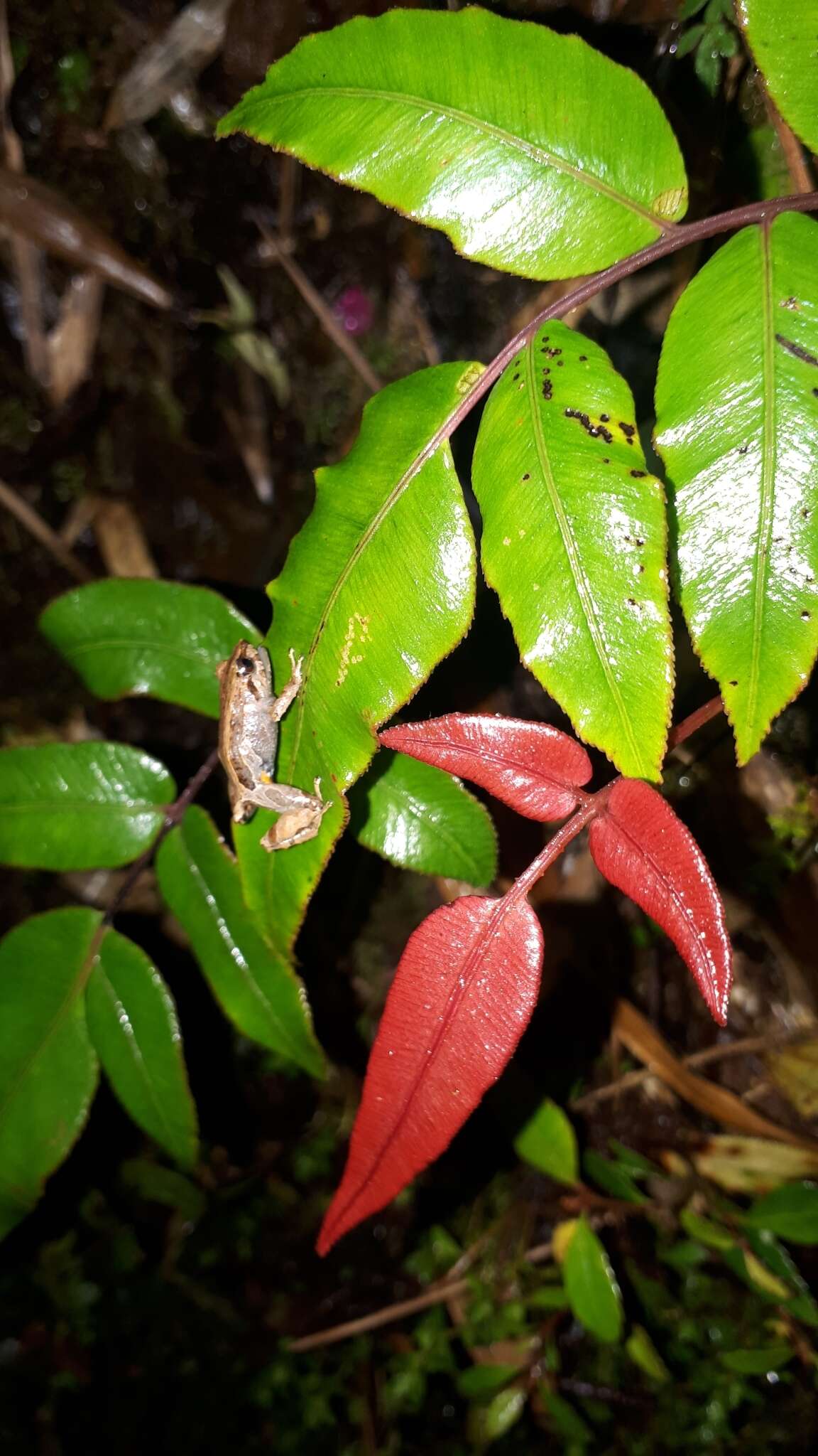 Image of Pristimantis andinognomus Lehr & Coloma 2008