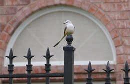 Image of Scissor-tailed Flycatcher