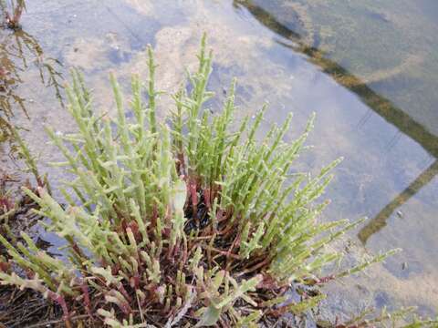 Слика од Salicornia europaea L.