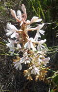 Image of Satyrium longicolle Lindl.