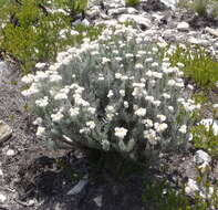 Image of Achyranthemum paniculatum