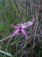 Image of Caladenia harringtoniae Hopper & A. P. Br.