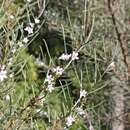 Myoporum turbinatum R. J. Chinnock resmi