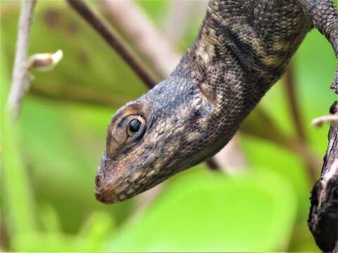 Plancia ëd Tropidurus oreadicus Rodrigues 1987