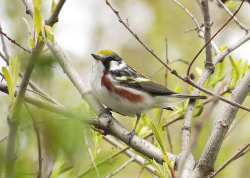 Image of Chestnut-sided Warbler