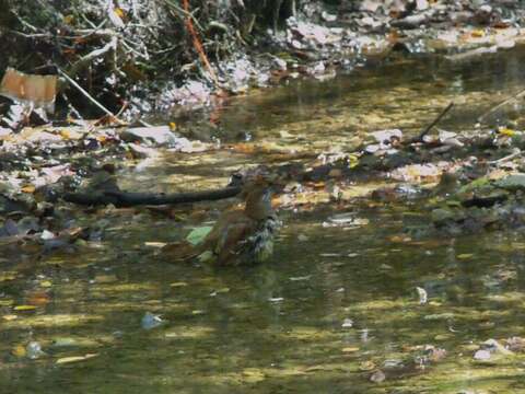 Toxostoma Wagler 1831 resmi