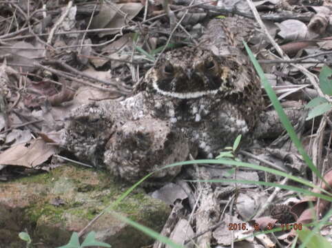 Image of Tawny-collared Nightjar